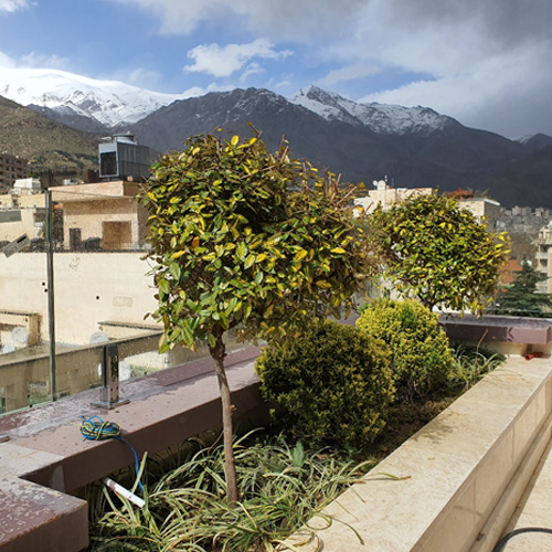 Green roof and green wall